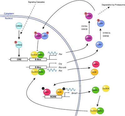 Genesis of the Master Circadian Pacemaker in Mice